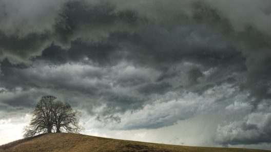tree-4306636_1920