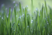 wheat-grass-6350274_1920