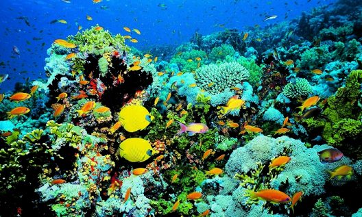 700x420_Peces