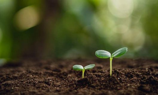 700x420_sostenibilidad-plantas-istock-770