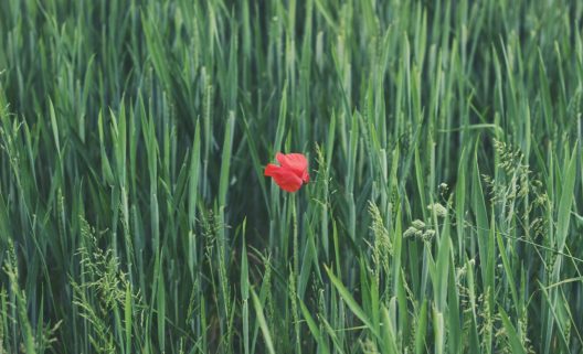 Foto-de-Frappo-en-Unsplash-1282x780-1