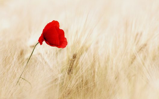 flower-100263_1920