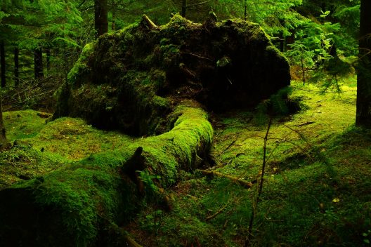 forest-483207_1920
