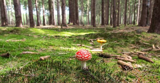 mushroom-417647_1920