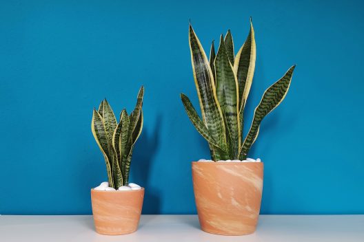 plant-4859394_1920