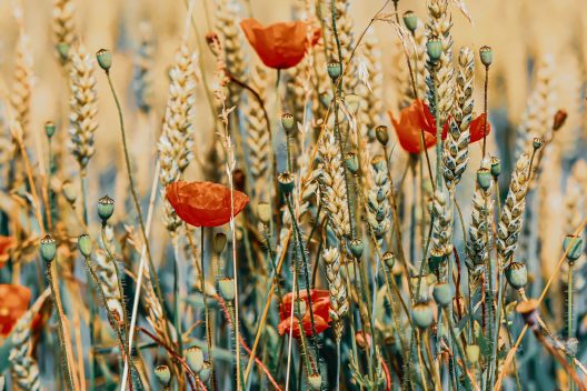 poppies-5369740_1920