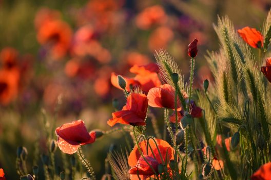 red-poppy-4247574_1920