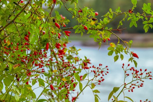 rose-hip-3710404_1920