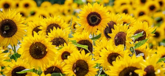 sunflowers-3792914_1920