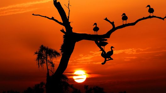 sunset-3819470_1920