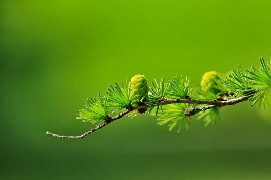 tree-163340_1920