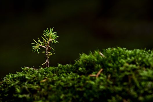 tree-5803607_1920