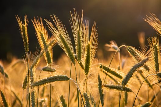 wheats-6375839_1920
