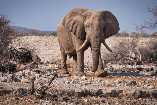 elephant-3832516_1920