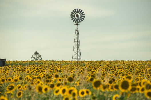 field-4400519_1920