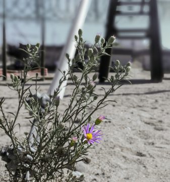 flower-370101_1920