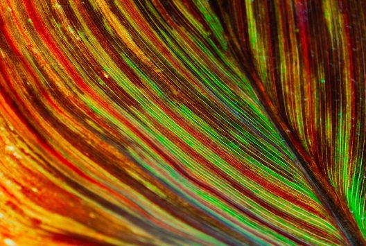 leaf-6652002_1920