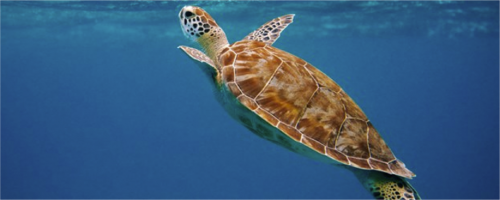 TORTU