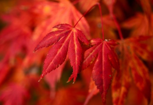 autumn-6772980_1920