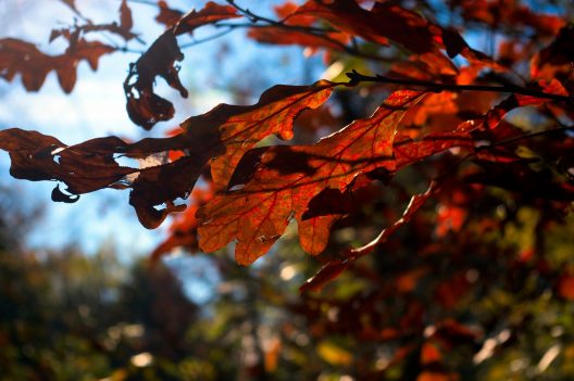 autumn-color-3837461_1920