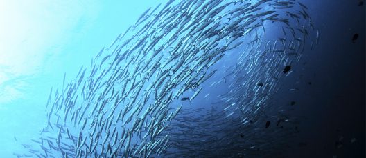 mar_azul_pez_esg_oceano_sostenible
