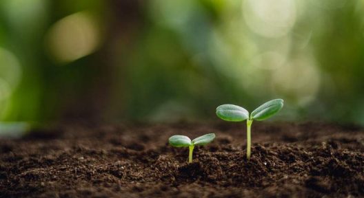sostenibilidad-plantas-istock-770