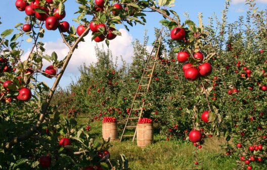 apples-1873078_1920