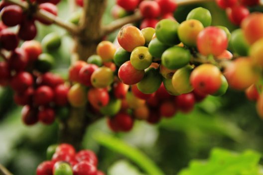 coffee-grains-1474601_1920
