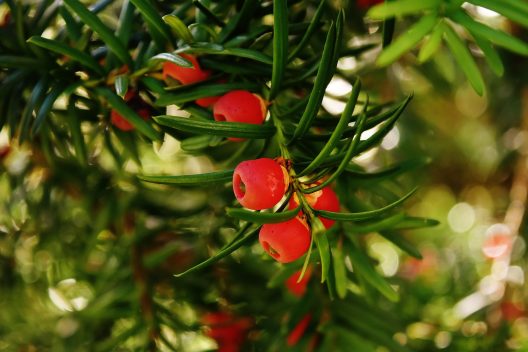 european-yew-1783077_1920