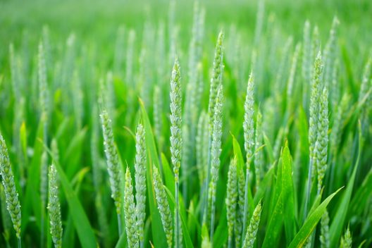 green-1117267_1920