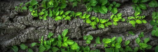 leaves-g4bc0d9b7e_1920
