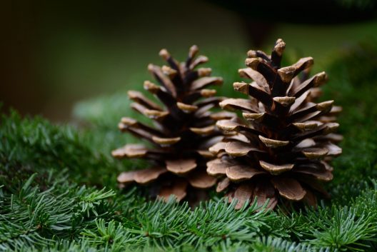 pine-cone-6803226_1920