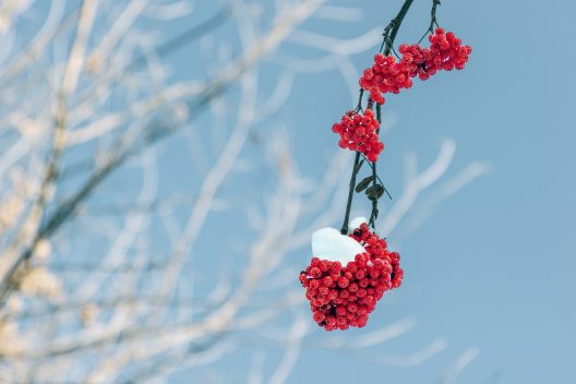 rowan-2098486_1920