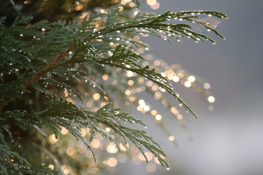 thuja-g473c98c90_1920