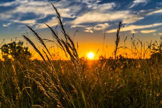 wheat-2391348_1920-910x607-1