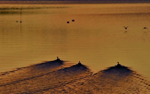 yrjo-jyske-Mallard-Ducks