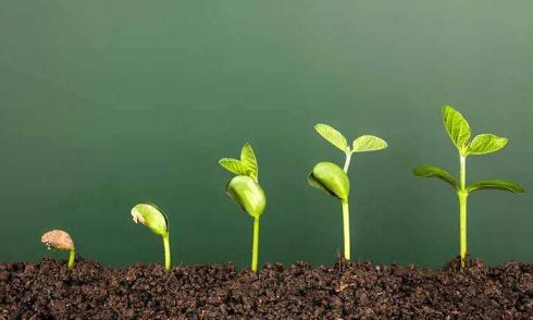 700x420_verde-crecer-770-istock