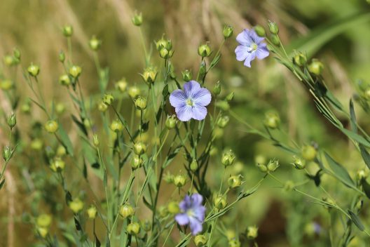 linum-4322342_1920