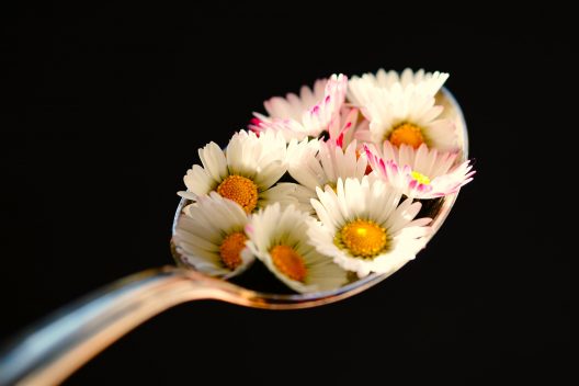 daisies-gca36497bd_1920