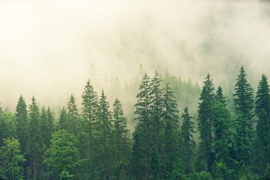 forest-3622519_1920