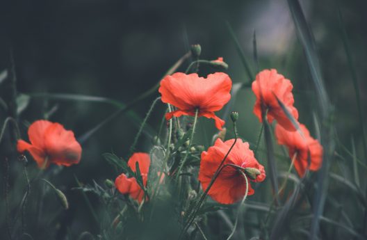 poppies-g7c9904849_1920