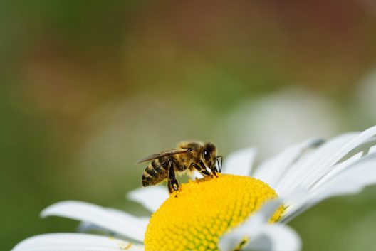 bee-6354562_1920