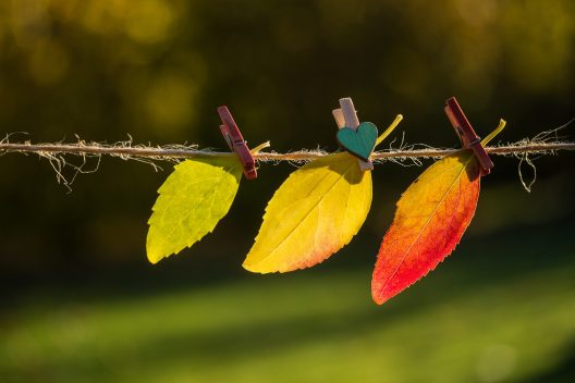 fall-g2aaaab590_1920