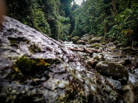 naturaleza-6037564_1920