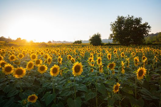 sunflowers-6007847_1920