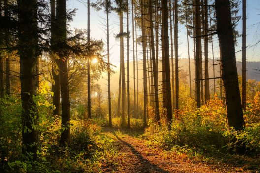 forest-6765636_1920