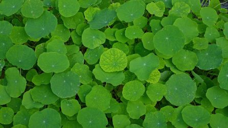 verde-