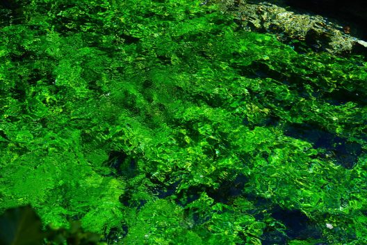 aquatic-plants-1469808_1920