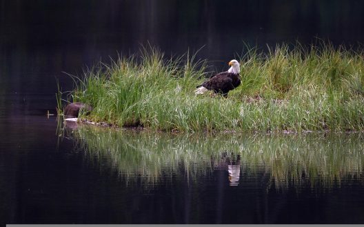bald-eagle-5364097_1920
