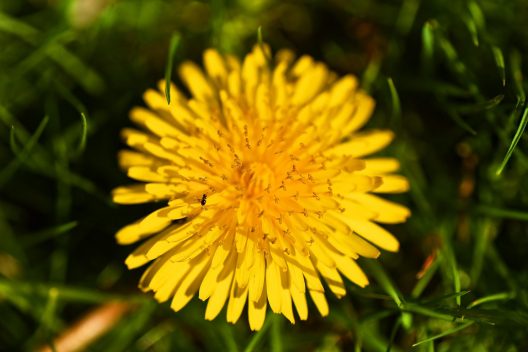 dandelion-3422837_1920